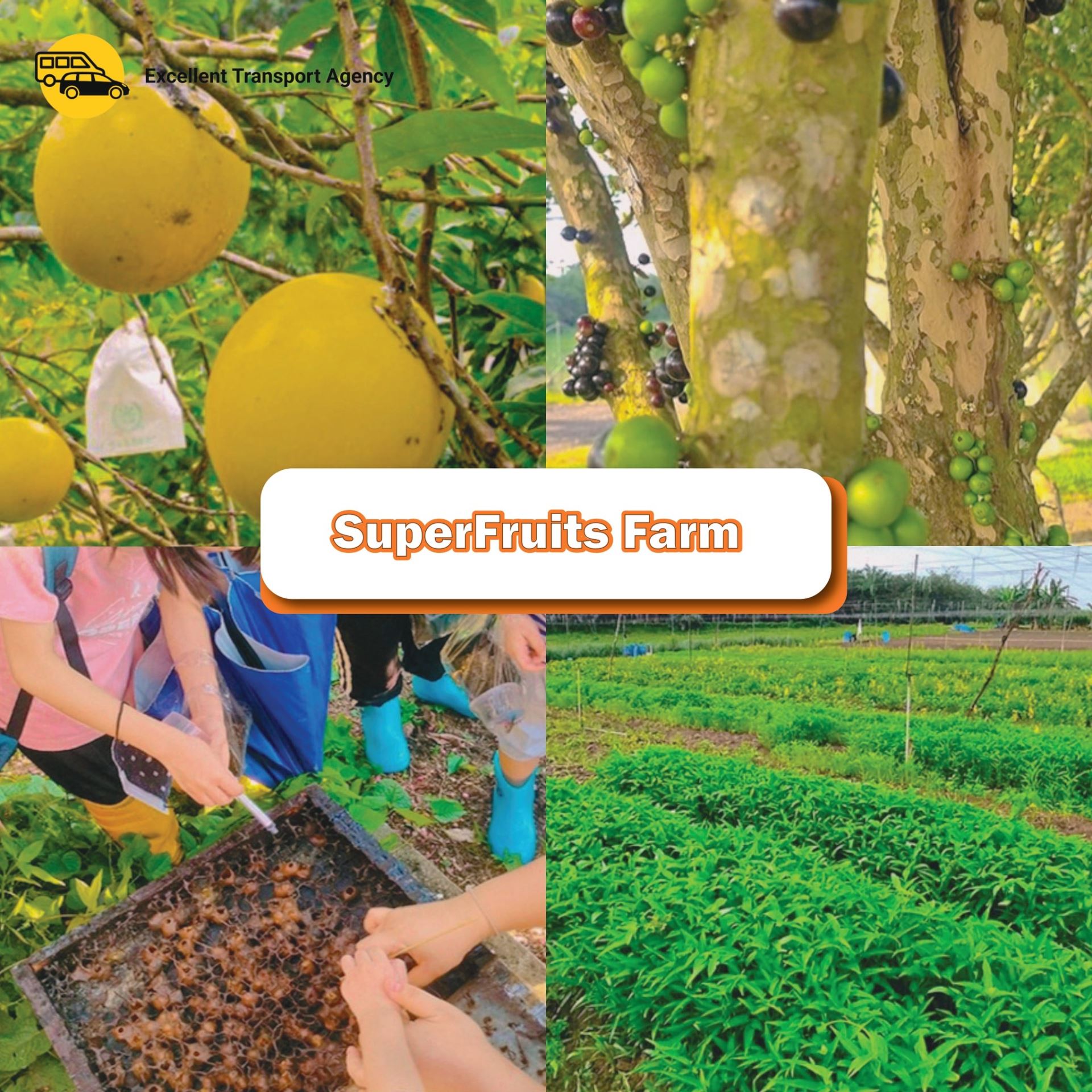 superfruits-farm